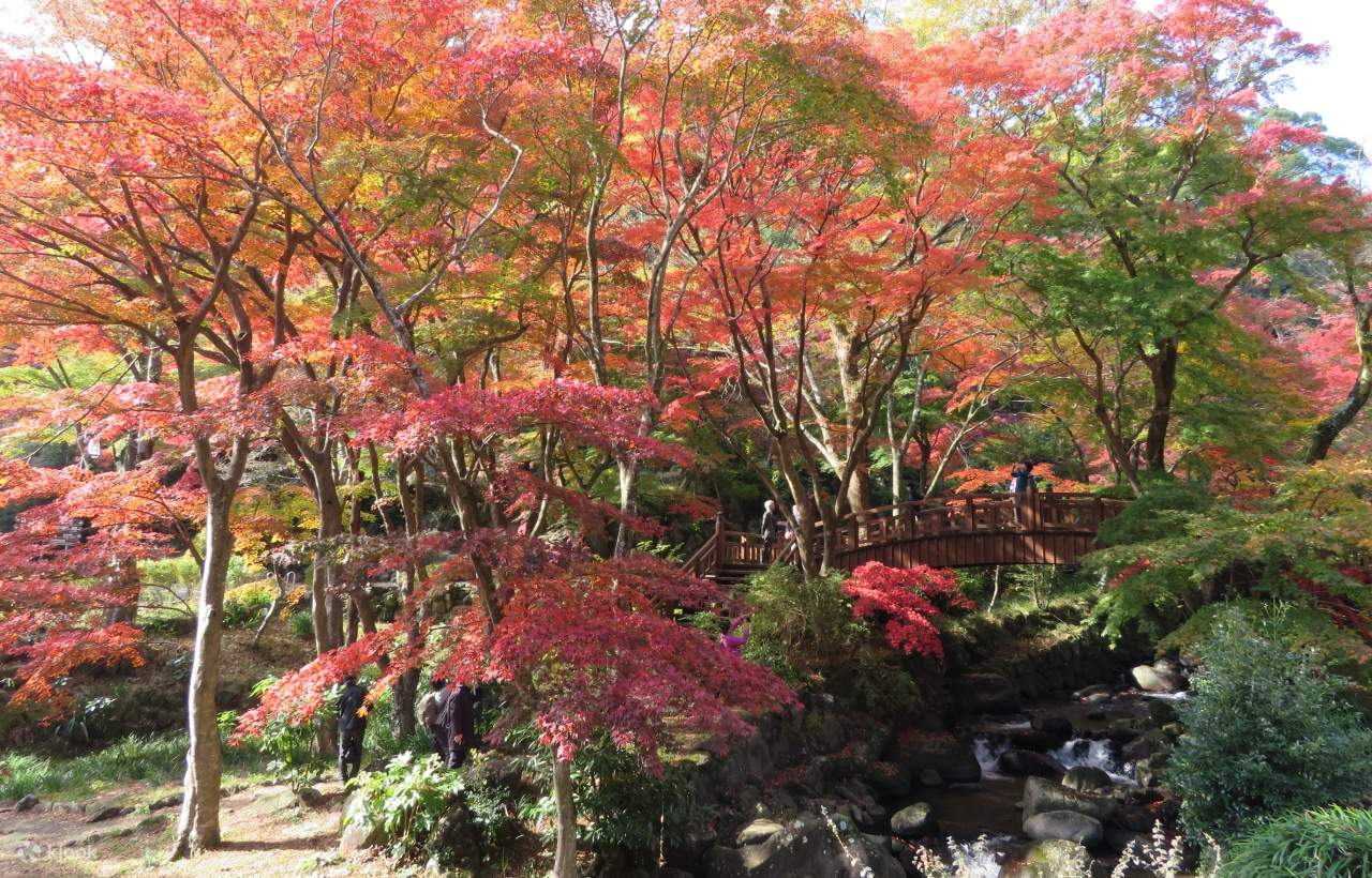 Maple Viewing Limited] Izu Atami Plum Garden & Shuzenji Onsen
